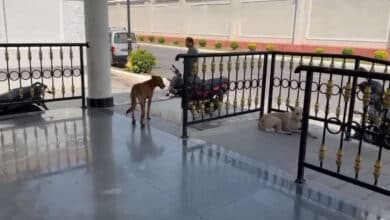 تلنگانہ سکریٹریٹ میں کتوں کا تین افراد پرحملہ،بلدیہ نے کئی کتے پکڑ لئے