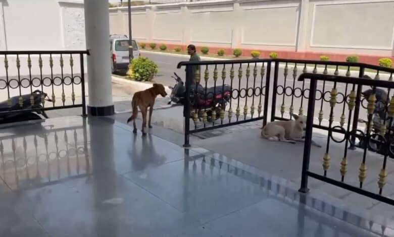 تلنگانہ سکریٹریٹ میں کتوں کا تین افراد پرحملہ،بلدیہ نے کئی کتے پکڑ لئے