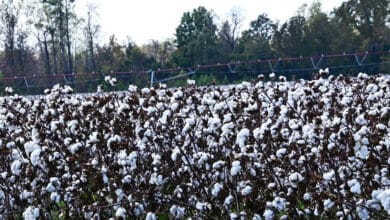 کپاس کی خریداری، کسانوں کومسائل کاسامنا نہ کرناپڑے۔تلنگانہ کے وزیرزراعت کی ہدایت