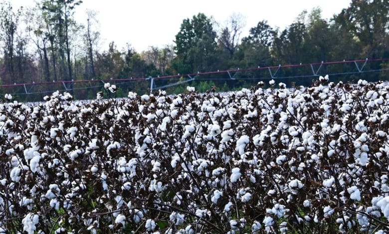 کپاس کی خریداری، کسانوں کومسائل کاسامنا نہ کرناپڑے۔تلنگانہ کے وزیرزراعت کی ہدایت