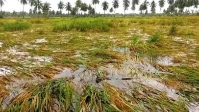 بارش سے تلنگانہ کے متحدہ نلگنڈہ ضلع میں فصلوں کو نقصان