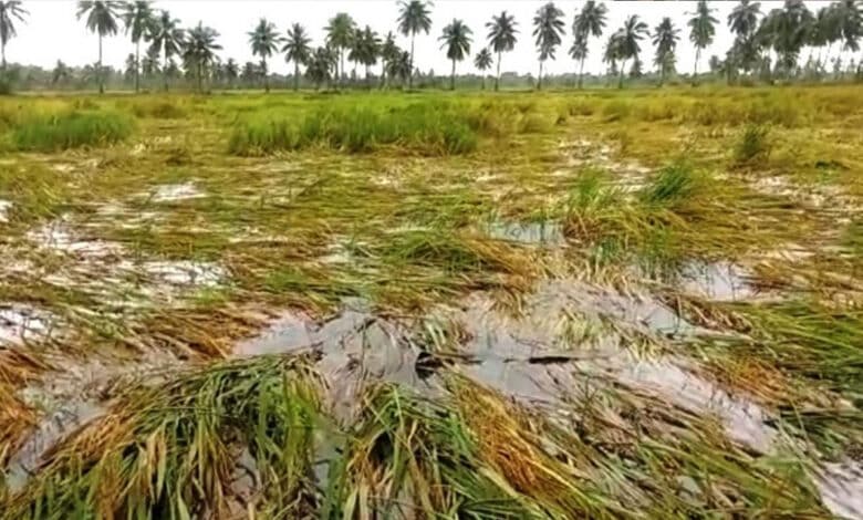 بارش سے تلنگانہ کے متحدہ نلگنڈہ ضلع میں فصلوں کو نقصان