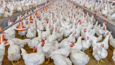 چکن کے کاروبار میں بے قاعدگیوں پر روک لگانے نیا لائسنسنگ نظام متعارف کرانے اے پی حکومت کا فیصلہ