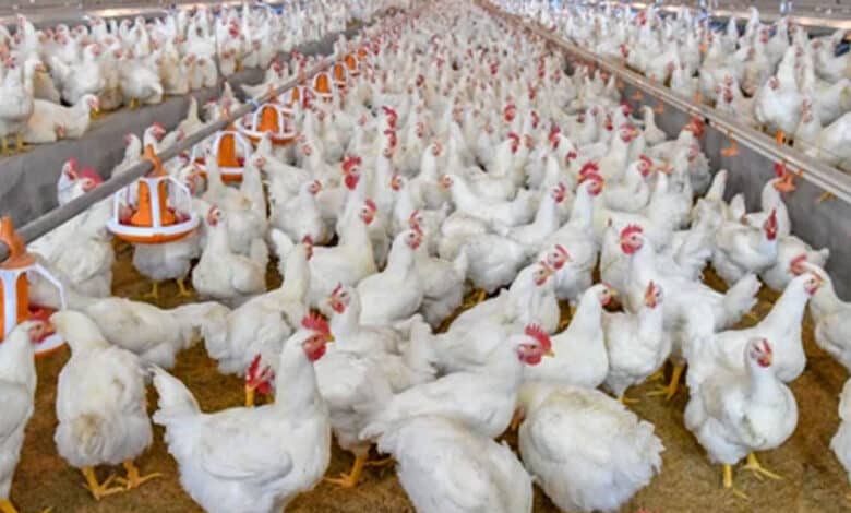 چکن کے کاروبار میں بے قاعدگیوں پر روک لگانے نیا لائسنسنگ نظام متعارف کرانے اے پی حکومت کا فیصلہ