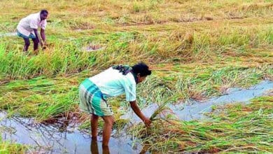 تلنگانہ میں بارش سے کسان پریشان، دھان کی خریداری میں مشکلات