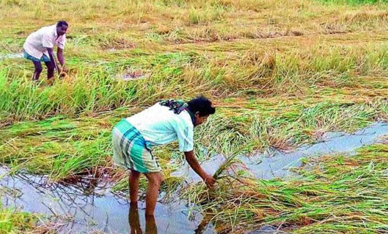 تلنگانہ میں بارش سے کسان پریشان، دھان کی خریداری میں مشکلات