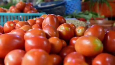 اے پی کے چتور میں ٹماٹر کی قیمت 60روپئے فی کلو تک پہنچ گئی