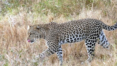 تروپتی کی ایس وی یونیورسٹی میں تیندوے کا ایک بار پھر حملہ، کیمپس میں خوف و ہراس