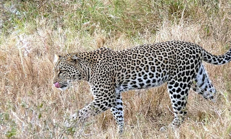 تروپتی کی ایس وی یونیورسٹی میں تیندوے کا ایک بار پھر حملہ، کیمپس میں خوف و ہراس