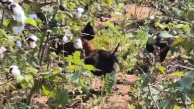 تلنگانہ کے ایلکاترتی میں غیر معمولی واقعہ۔بعض افراد 2ہزاردیسی مرغیاں چھوڑکرفرار