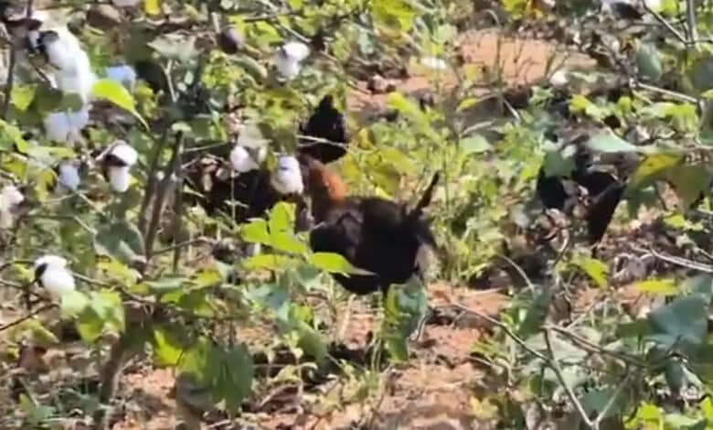 تلنگانہ کے ایلکاترتی میں غیر معمولی واقعہ۔بعض افراد 2ہزاردیسی مرغیاں چھوڑکرفرار