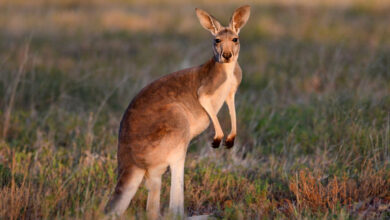 حیدرآباد کے نہرو زو پارک میں جلد نئے جانوروں کی آمد، سیاح آسٹریلوی کینگرو دیکھ سکیں گے