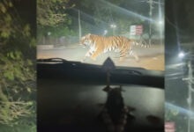 تلنگانہ: سوشل میڈیا پر شیر کی فرضی تصویر وائرل کرنے والے شخص کے خلاف مقدمہ درج