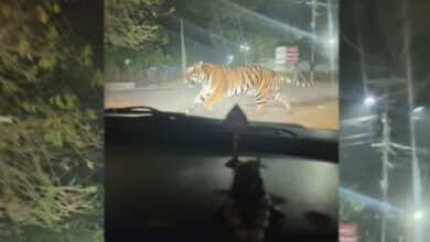 تلنگانہ: سوشل میڈیا پر شیر کی فرضی تصویر وائرل کرنے والے شخص کے خلاف مقدمہ درج