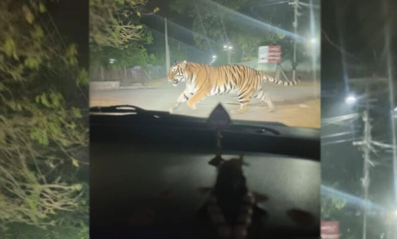 تلنگانہ: سوشل میڈیا پر شیر کی فرضی تصویر وائرل کرنے والے شخص کے خلاف مقدمہ درج