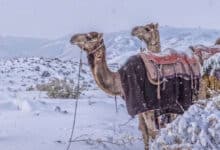 سعودی عرب میں برفباری کے نایاب مناظر، صحرائی علاقہ سحر انگیز