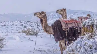 سعودی عرب میں برفباری کے نایاب مناظر، صحرائی علاقہ سحر انگیز