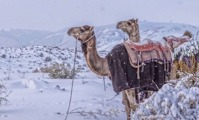 سعودی عرب میں برفباری کے نایاب مناظر، صحرائی علاقہ سحر انگیز