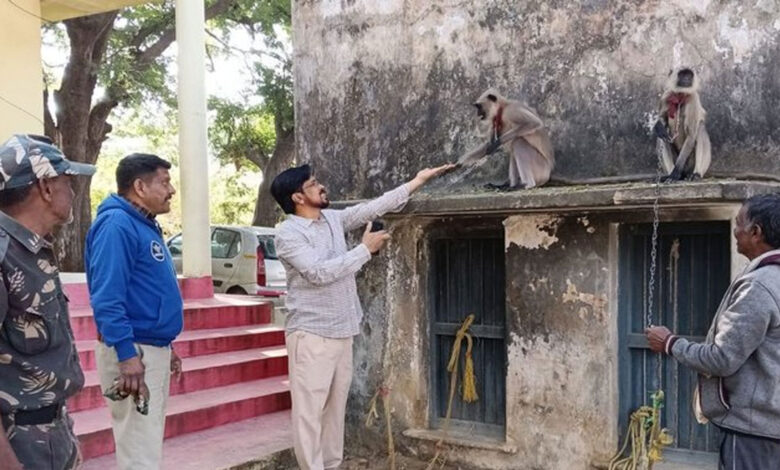 محکمہ جنگلات کے حکام نے رائس ملز سے دو لنگروں کو بچایا