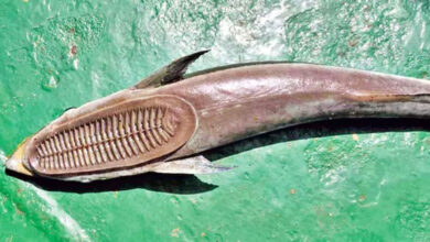 وشاکھاپٹنم: رشی کونڈہ کے ساحل پرانتہائی نایاب اورعجیب وغریب مچھلی پائی گئی