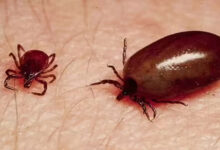 اے پی میں اسکرب ٹائفس کے معاملات میں اضافہ تشویش کاسبب، 5 افراد کی موت