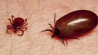 اے پی میں اسکرب ٹائفس کے معاملات میں اضافہ تشویش کاسبب، 5 افراد کی موت