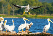 لاکھوں میل کا سفر طے کرکے خوبصورت مہمان پرندوں کی اے پی کی کولیروجھیل میں آمد