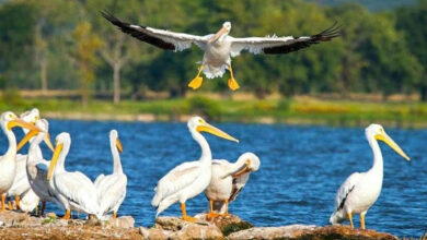لاکھوں میل کا سفر طے کرکے خوبصورت مہمان پرندوں کی اے پی کی کولیروجھیل میں آمد
