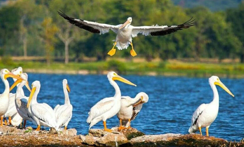 لاکھوں میل کا سفر طے کرکے خوبصورت مہمان پرندوں کی اے پی کی کولیروجھیل میں آمد