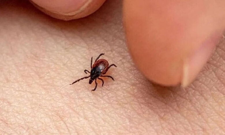 اے پی: اسکرب ٹائفس کے ایک ماہ میں 19مثبت معاملات، تشویش کا سبب