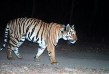 تلنگانہ کے منچریال ضلع میں شیرکی موجودگی سے مقامی افراد میں سنسنی