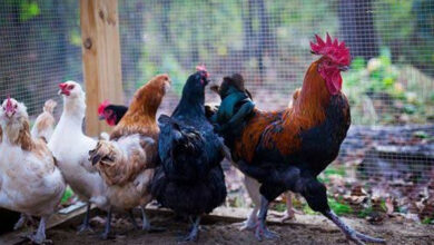 سنکرانتی پر گوداوری اضلاع میں دیسی مرغ کی دھوم، قیمتیں 2500 روپے تک پہنچ گئیں