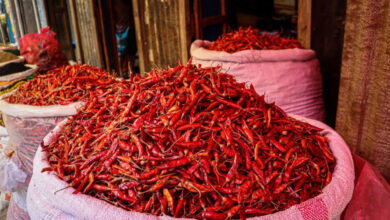 تلنگانہ کے ضلع ورنگل میں زرد مرچی کی قیمتوں میں غیرمعمولی اضافہ