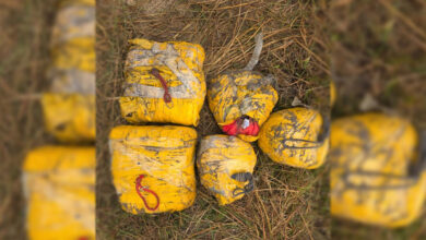 پنجاب میں 20 کلو ہیروئن برآمد، 4 اسمگلر گرفتار