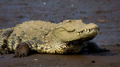 تلنگانہ: ضلع محبوب آباد میں سڑک پر اچانک مگرمچھ کی آمد سے راہگیروں میں خوف