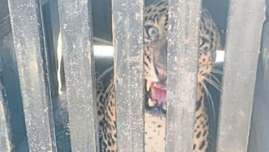 نیفاڈ کے دیوگاؤں علاقے میں تیندوا پکڑا گیا