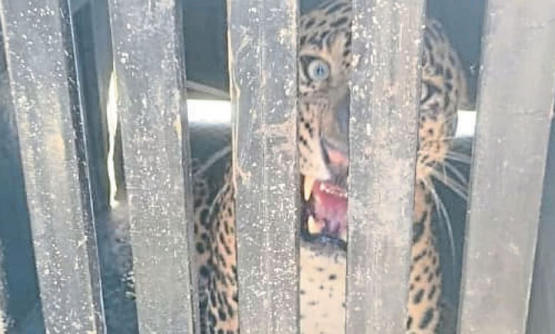 نیفاڈ کے دیوگاؤں علاقے میں تیندوا پکڑا گیا