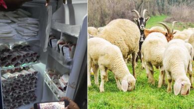 جانوروں کے خون کی غیرقانونی ذخیرہ اندوزی کا پردہ فاش، پولیس کی کارروائی 180 پیکٹس ضبط