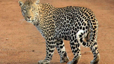 تیندوے کا گائے پر حملہ،عوام میں شدید خوف