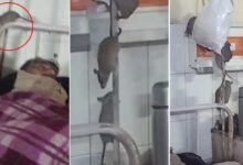 اترپردیش کے گورنمنٹ ہاسپٹل کے آئی سی یو میں چوہوں کا راج، مریضوں میں خوف وہراس( ویڈیو وائرل)