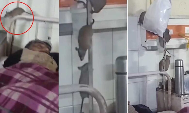 اترپردیش کے گورنمنٹ ہاسپٹل کے آئی سی یو میں چوہوں کا راج، مریضوں میں خوف وہراس( ویڈیو وائرل)