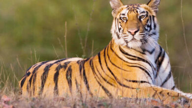 پنجوں کے نشانات۔تلنگانہ کے ضلع کریم نگر میں شیر کی موجودگی کی تصدیق