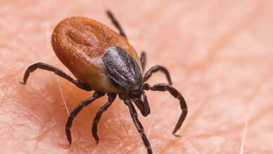 آندھرا پردیش میں اسکرب ٹائفس سے مہلوکین کی تعداد 22 اموات