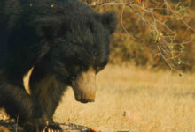 تلنگانہ۔مہاراشٹر سرحد پر ریچھ کا 8 افراد پرحملہ۔ایک شخص ہلاک۔7شدیدزخمی