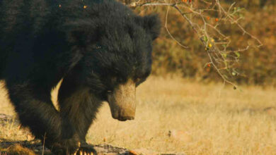 تلنگانہ۔مہاراشٹر سرحد پر ریچھ کا 8 افراد پرحملہ۔ایک شخص ہلاک۔7شدیدزخمی