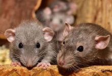 لڑکیوں کے ہاسٹل میں چوہوں کے حملہ میں 11طالبات زخمی