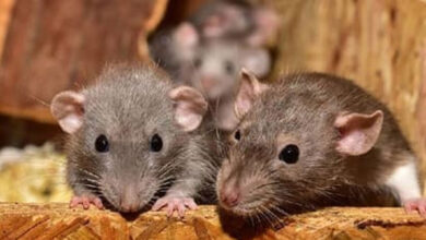 لڑکیوں کے ہاسٹل میں چوہوں کے حملہ میں 11طالبات زخمی