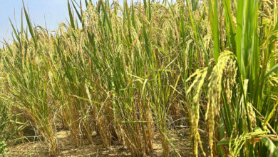 باریک چاول کے بونس کے لئے 514 کروڑ روپے جاری