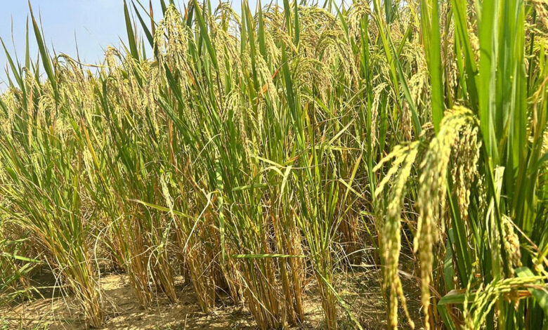 باریک چاول کے بونس کے لئے 514 کروڑ روپے جاری