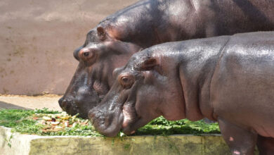 حیدرآباد کے نہرو زولوجیکل پارک میں ورلڈ ہپو ڈے منایاگیا۔52 سالہ پروتی مرکز توجہ